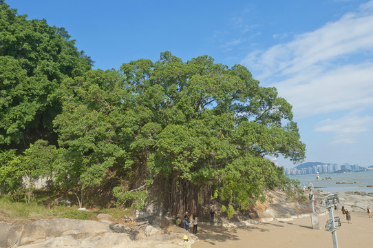 海滨大榕树