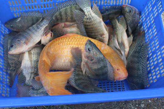 釣魚戶外休閑運動和相關魚類圖片