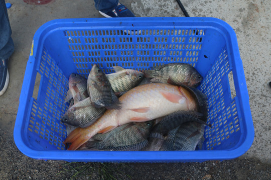 釣魚戶外休閑運動和相關魚類圖片