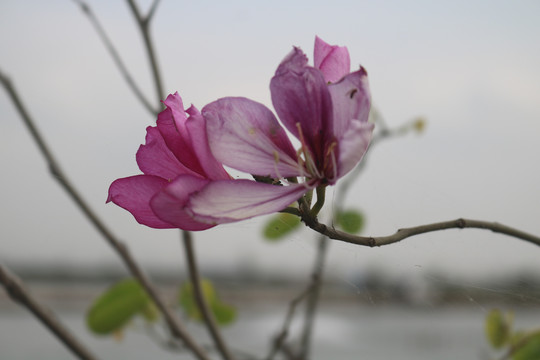 钓鱼户外休闲运动和花朵图片