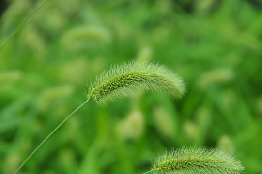 狗尾巴草