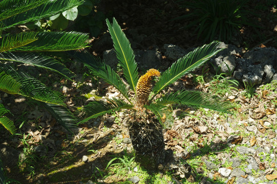 铁树开花