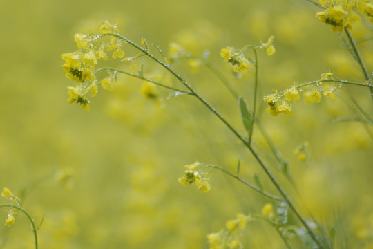 云南师宗罗平油菜花