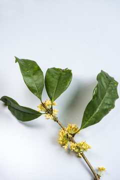 桂花中秋节月饼