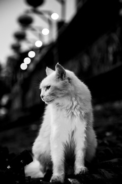 宠物白猫素材