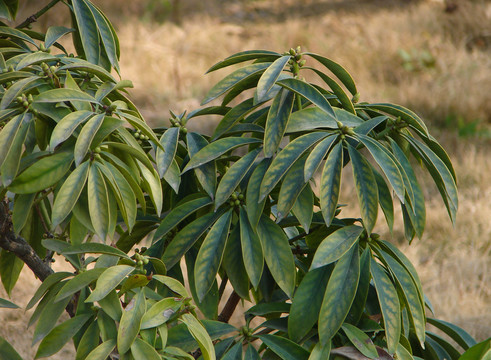 五味子科植物红毒茴