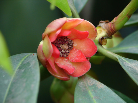 五味子科植物红毒茴