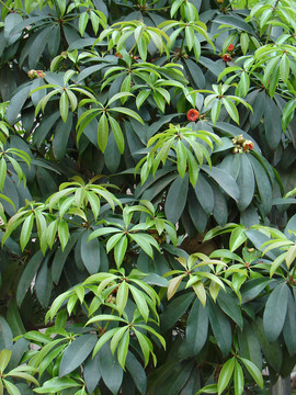 五味子科植物红毒茴