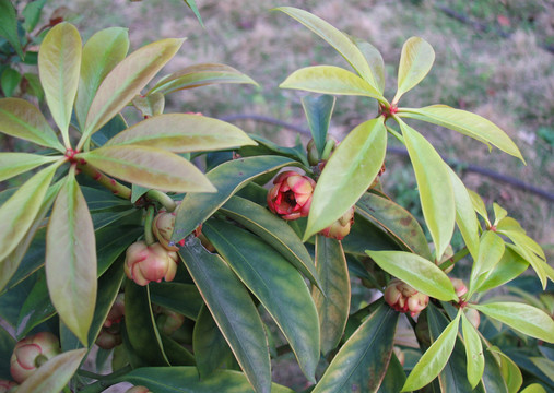 五味子科植物红毒茴