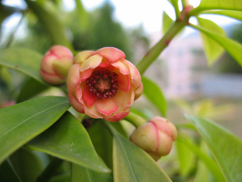 五味子科植物红毒茴