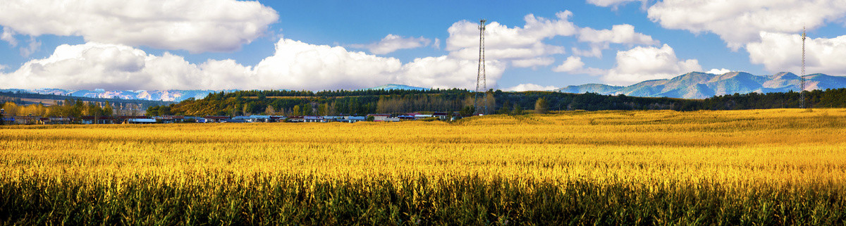 希望的田野