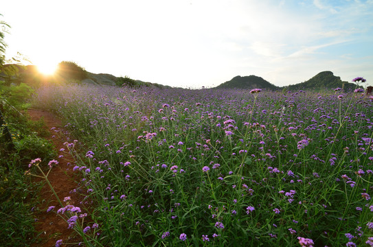 马鞭草花海