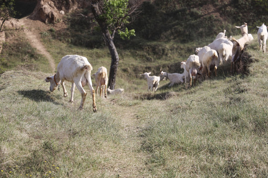 山沟里的羊群