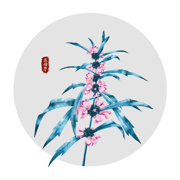 手繪益母草