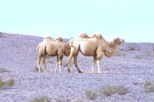 戈壁滩白色的骆驼