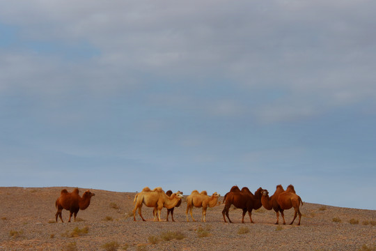 戈壁滩的骆驼