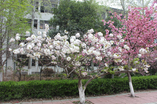 樱花树