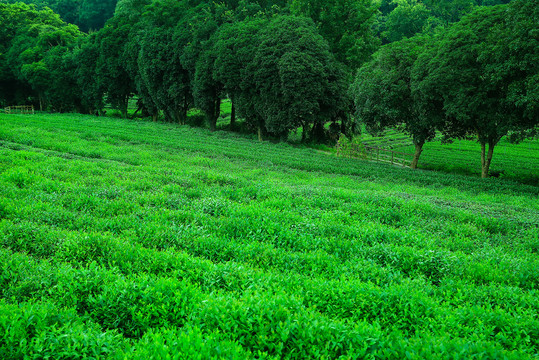 龙井茶园