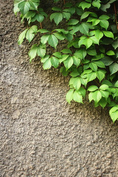 墙面绿叶