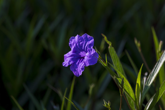 蓝花草翠芦莉