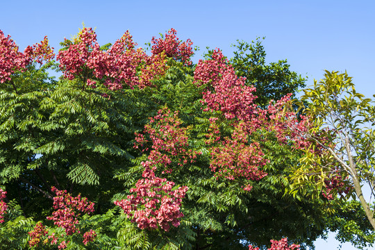 栾树花