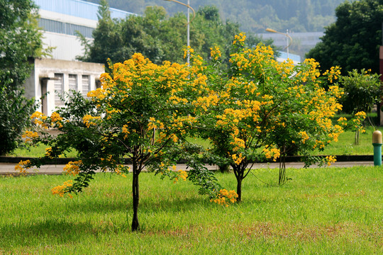 黄花槐