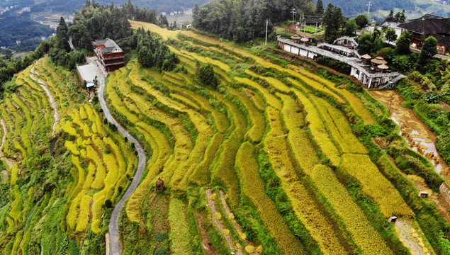 紫鹊界梯田2020年秋景