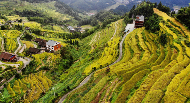 紫鹊界梯田2020年秋景