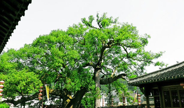 千年香樟树