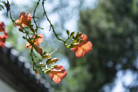 凌霄花