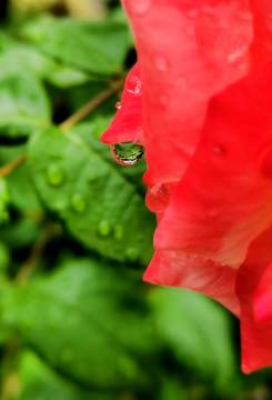 月季花上的雨滴