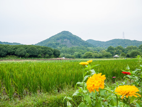 八卦田风光