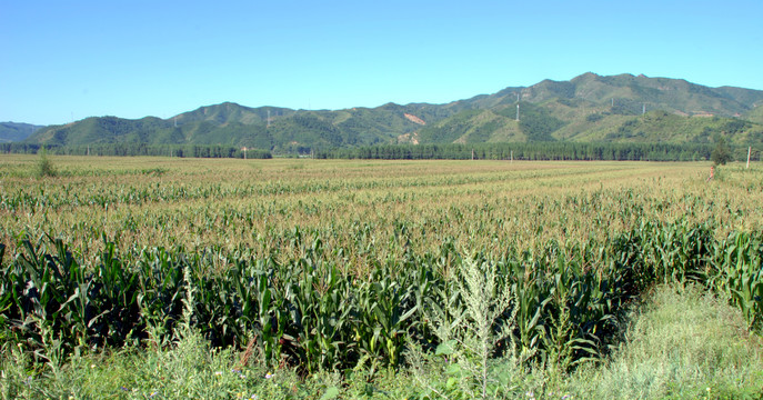 山村风光