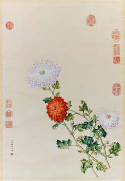 郎世寧洋菊圖