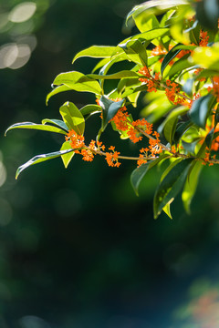 桂花特写