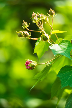 芙蓉花特写