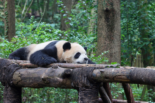 睡觉熊猫