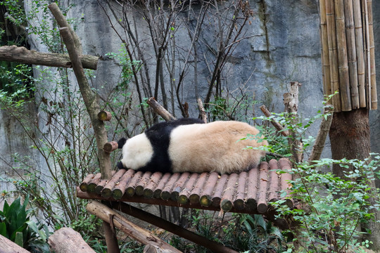 睡觉熊猫