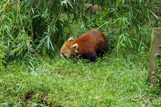 小熊猫