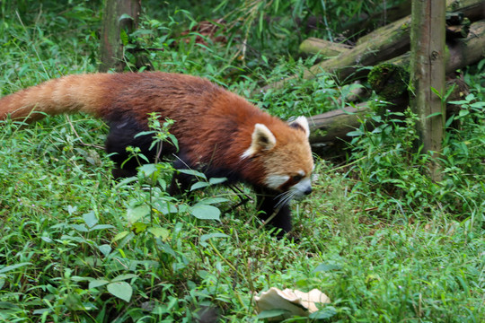 小熊猫