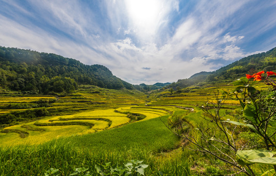 水稻梯田