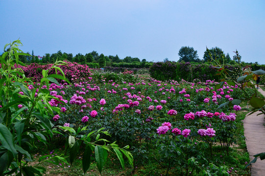 玫瑰花月季花