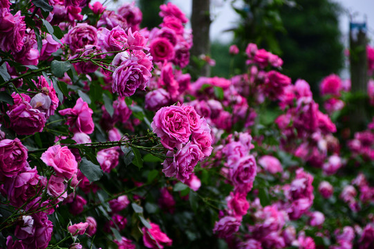 玫瑰花月季花