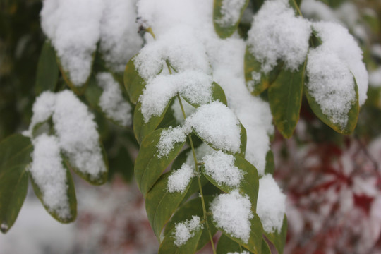 雪中景物