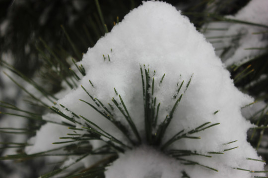 雪中景物