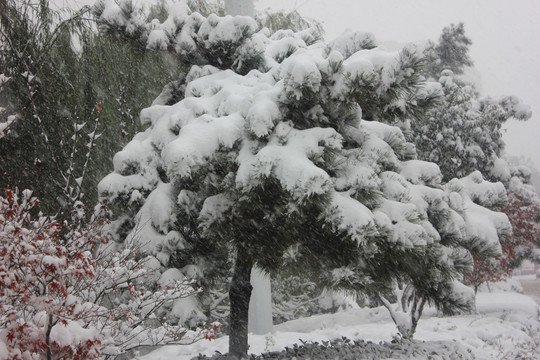 雪中景物