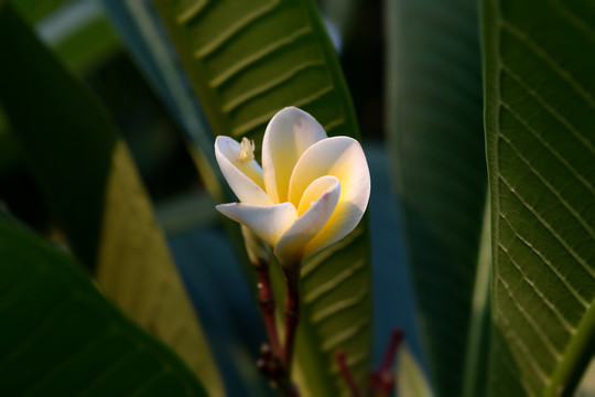 开放的鸡蛋花