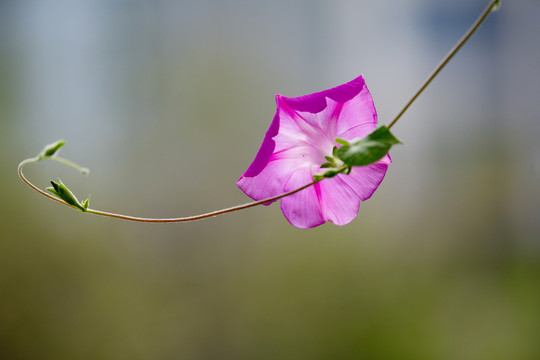 牵牛花