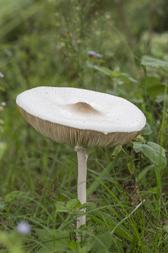 野生菌菇