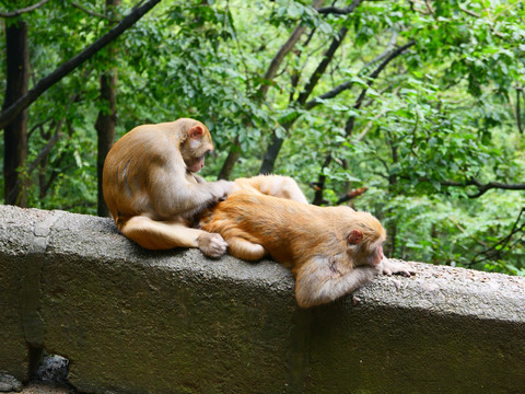 黔灵山猕猴